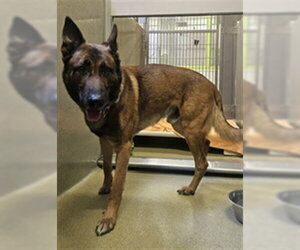 German Shepherd Dog Dogs for adoption in Rancho Cucamonga, CA, USA