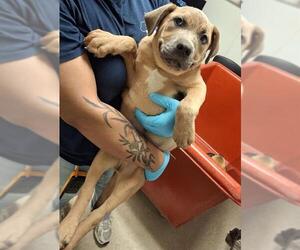 German Shepherd Dog-Unknown Mix Dogs for adoption in Bakersfield, CA, USA