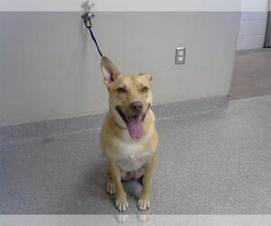 Labrador Retriever-Unknown Mix Dogs for adoption in Pasadena, TX, USA