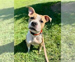 American Staffordshire Terrier Dogs for adoption in Lawrenceville, NJ, USA