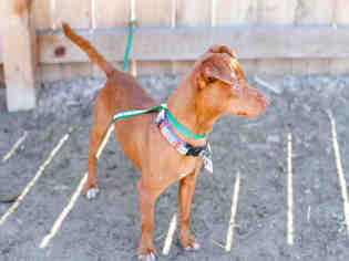 Doxie-Pin Dogs for adoption in Fort Collins, CO, USA
