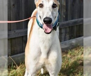 Greyhound Dogs for adoption in Grandville, MI, USA