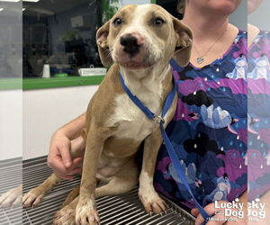 Labrador Retriever-Retriever  Mix Dogs for adoption in Washington, DC, USA