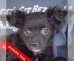 Chiranian Dogs for adoption in Huntley, IL, USA