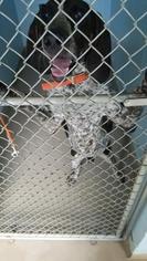 German Shorthaired Pointer Dogs for adoption in Chestertown, MD, USA