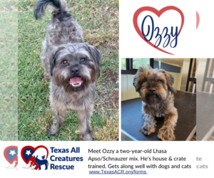 Lhasa Apso-Unknown Mix Dogs for adoption in Lillian, TX, USA