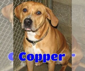 American Pit Bull Terrier-Unknown Mix Dogs for adoption in Lawrenceburg, KY, USA
