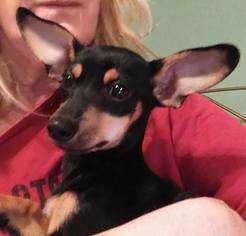 Chiweenie Dogs for adoption in Maple Grove, MN, USA