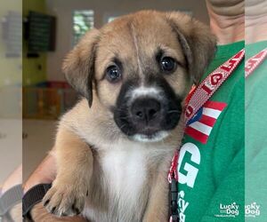 Labrador Retriever-Unknown Mix Dogs for adoption in Washington, DC, USA