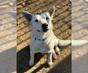Texas Heeler-Unknown Mix Dogs for adoption in Riverside, CA, USA