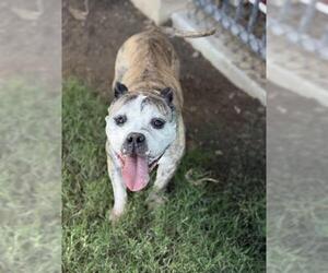 Bulldog-Staffordshire Bull Terrier Mix Dogs for adoption in Riverside, CA, USA