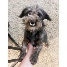 Medium Photo #3 Mutt Puppy For Sale in Austin, TX, USA
