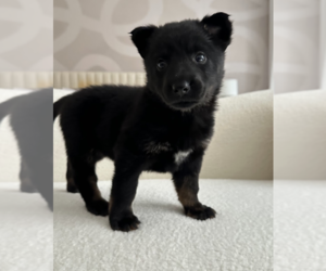 Australian Shepherd-Unknown Mix Dogs for adoption in Brooklyn, NY, USA