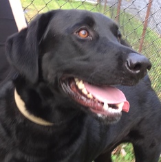 Labrador Retriever Dogs for adoption in Pottstown, PA, USA