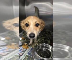 Mutt Dogs for adoption in San Antonio, TX, USA