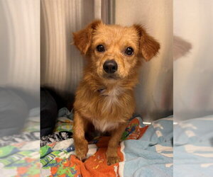 Chihuahua-Unknown Mix Dogs for adoption in Naples, FL, USA