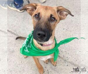 Black Mouth Cur-Unknown Mix Dogs for adoption in Washington, DC, USA