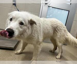 Samoyed-Unknown Mix Dogs for adoption in Grand Prairie, TX, USA