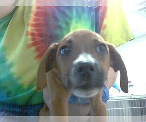 Labrador Retriever-Unknown Mix Dogs for adoption in Fayetteville, NC, USA