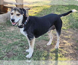 Mutt Dogs for adoption in Fort Worth, TX, USA
