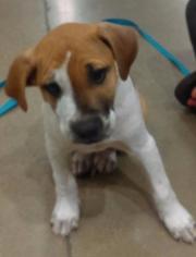 Boxador Dogs for adoption in Cleburne, TX, USA