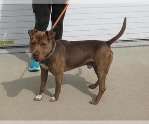 American Pit Bull Terrier Dogs for adoption in Louisville, KY, USA
