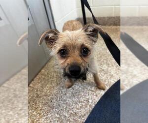 Chihuahua-Unknown Mix Dogs for adoption in Pueblo, CO, USA