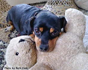 Chipin Dogs for adoption in Oak Ridge, TN, USA