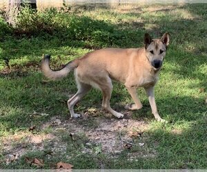 Mutt Dogs for adoption in Harrison, AR, USA
