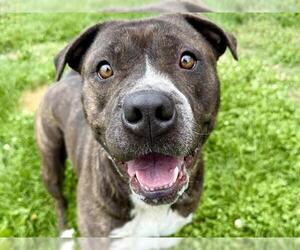 American Pit Bull Terrier Dogs for adoption in Pueblo, CO, USA