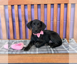 Labrador Retriever-Unknown Mix Dogs for adoption in Genesee, WI, USA