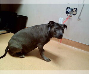 Mutt Dogs for adoption in Martinez, CA, USA