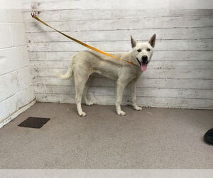 German Shepherd Dog-Unknown Mix Dogs for adoption in San Bernardino, CA, USA