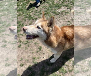 Huskies -Unknown Mix Dogs for adoption in Emmett, ID, USA