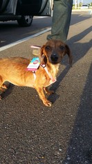 Dachshund Dogs for adoption in Lithia, FL, USA