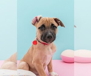 Mutt Dogs for adoption in Bellingham, WA, USA