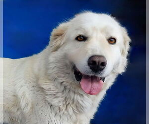 Great Pyrenees Dogs for adoption in Pasadena, CA, USA