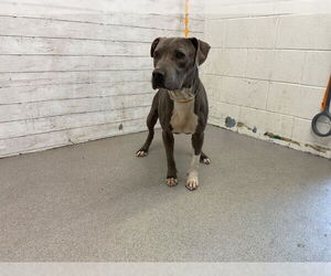 American Pit Bull Terrier Dogs for adoption in San Bernardino, CA, USA