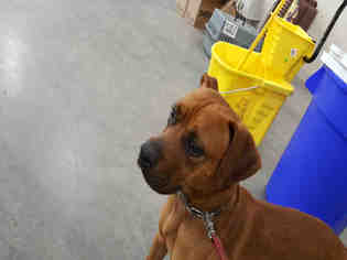 American Staffordshire Terrier-Boxer Mix Dogs for adoption in Waynesville, NC, USA