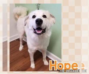 Great Pyrenees Dogs for adoption in Rustburg, VA, USA