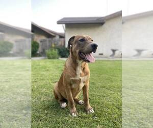 German Shepherd Dog-Unknown Mix Dogs for adoption in Paso Robles, CA, USA