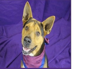 Chinese Shar-Pei-German Shepherd Dog Mix Dogs for adoption in Hudson, CO, USA
