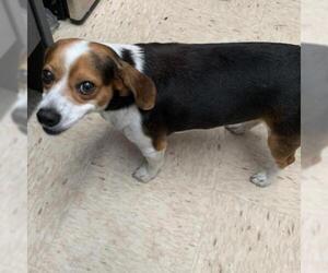Beagle Dogs for adoption in Lucedale, MS, USA