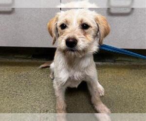 Mutt Dogs for adoption in Moreno Valley, CA, USA