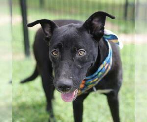 Mutt Dogs for adoption in San Antonio, TX, USA