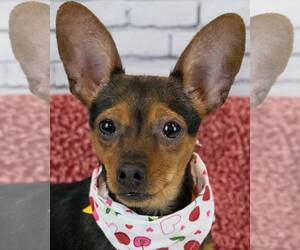 Chiweenie Dogs for adoption in Kennesaw, GA, USA