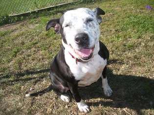 American Staffordshire Terrier Dogs for adoption in Portland, IN, USA