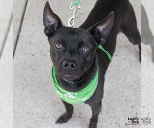 Chihuahua-Unknown Mix Dogs for adoption in Washington, DC, USA
