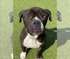 American Pit Bull Terrier Dogs for adoption in Fayetteville, NC, USA