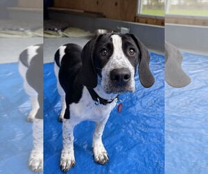 Basset Hound-Unknown Mix Dogs for adoption in Wakefield, RI, USA